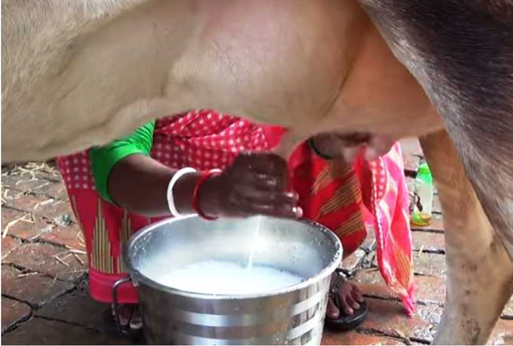 benefits-of-desi-cow-milk.jpg