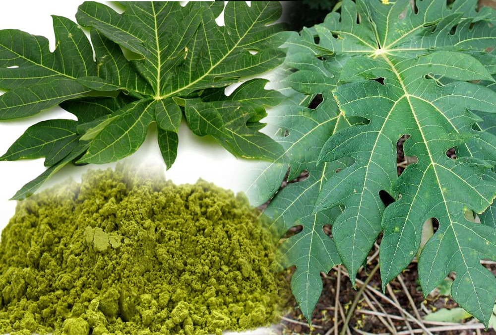 papaya-leaf.jpg