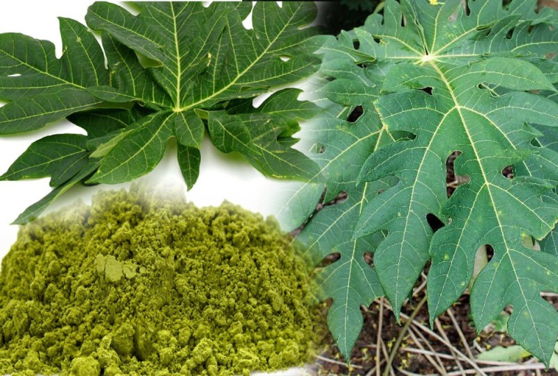 papaya-leaf.jpg