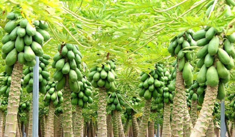 Papaya cultivation make farmers rich give more profit at lower cost