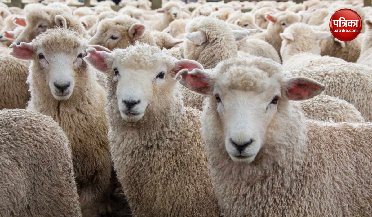 125 sheep died after being hit by a train after going on the railway track in Chandauli