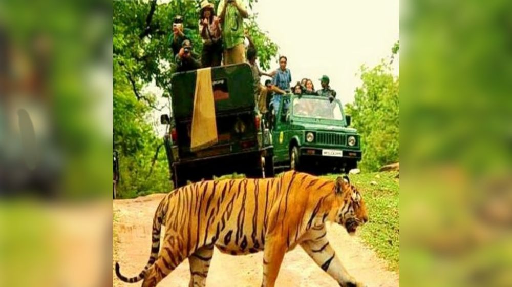 Jungle Safari : नए साल तक रणथम्भौर-झालाना जंगल सफारी बुक, बाघ-बघेरा के दीदार को
बेकरार सैलानी