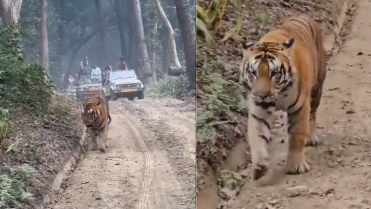 Video; लोगों के बीच पहुंचा बाघ, आधे घंटे तक लोगों की थमी रहीं सांसें