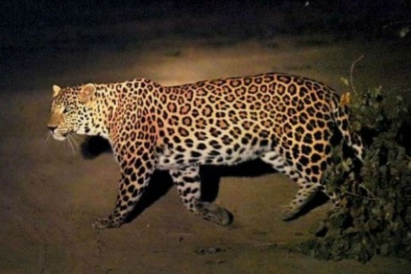 Leopard seen in delhi sainik form