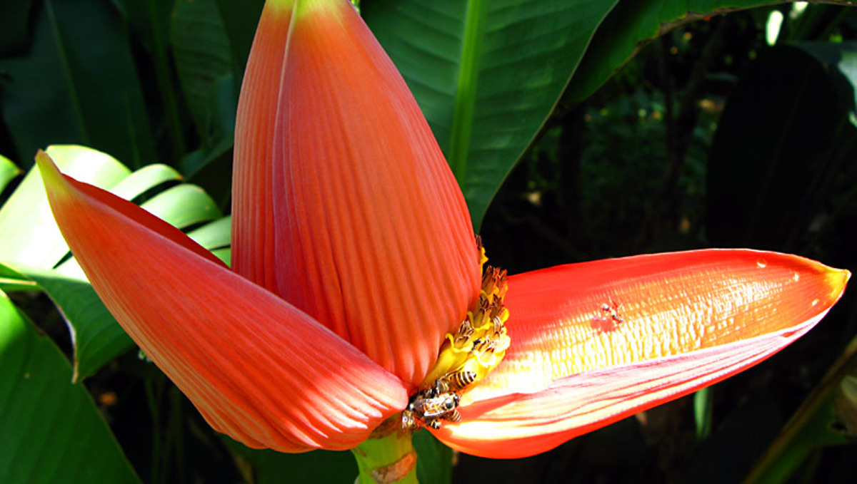 banana-flower