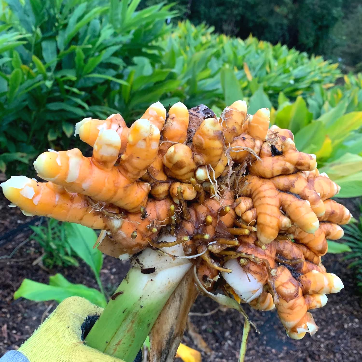 कच्ची हल्दी को कद्दूकस कर लें और उसमें 2 पीपल को कूटकर एक गिलास दूध में उबालकर सुबह-शाम इसको रोज लें