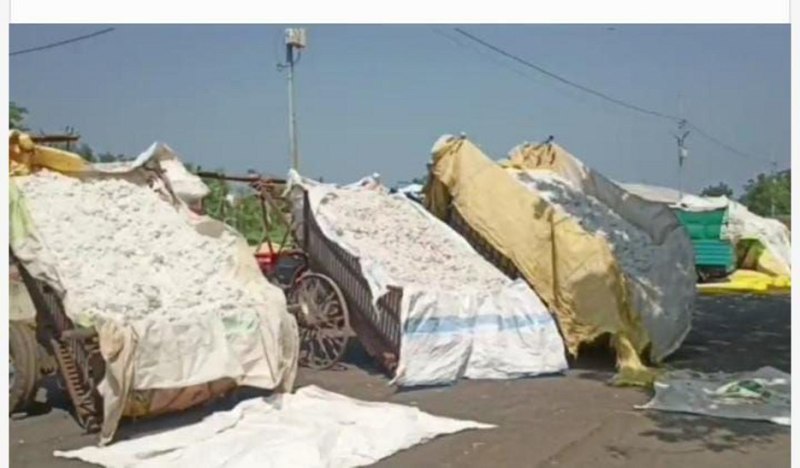 अब निमाड़ में कपास की खेती करने वाले किसान सिस्टम के छल का शिकार...