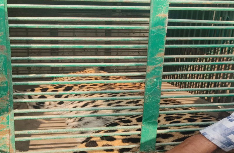 Panther Attacks Villagers In Jaipur