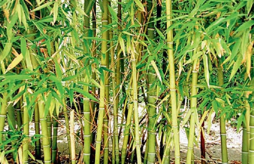 bamboo