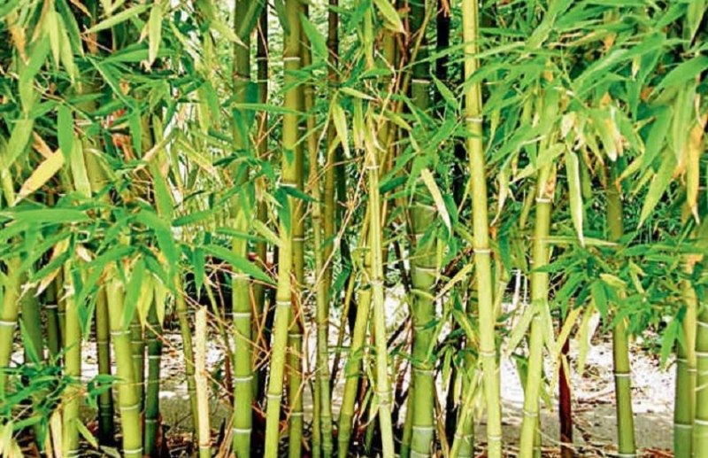 bamboo