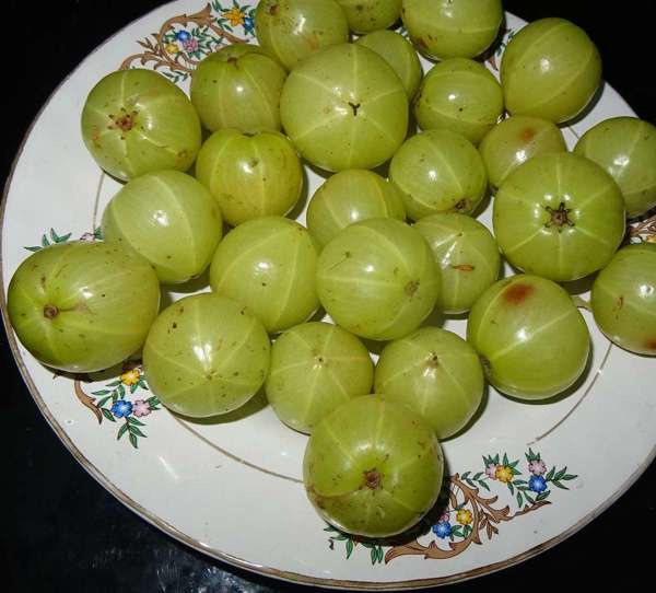 amla.jpg