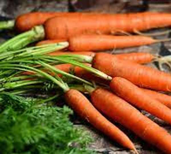 carrot.jpg