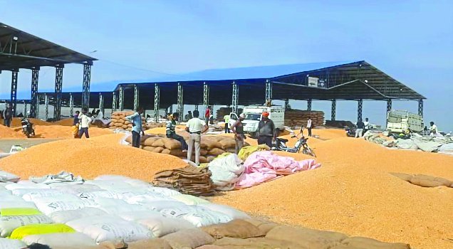 किसानों के चेहरे खिले, मक्का की कीमत में उछाल | Rise in price of maize ...