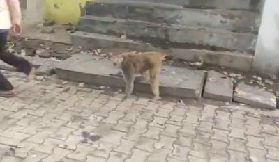 Monkey Reaction After Baby Get Electric Shock Will Leave You Stunned