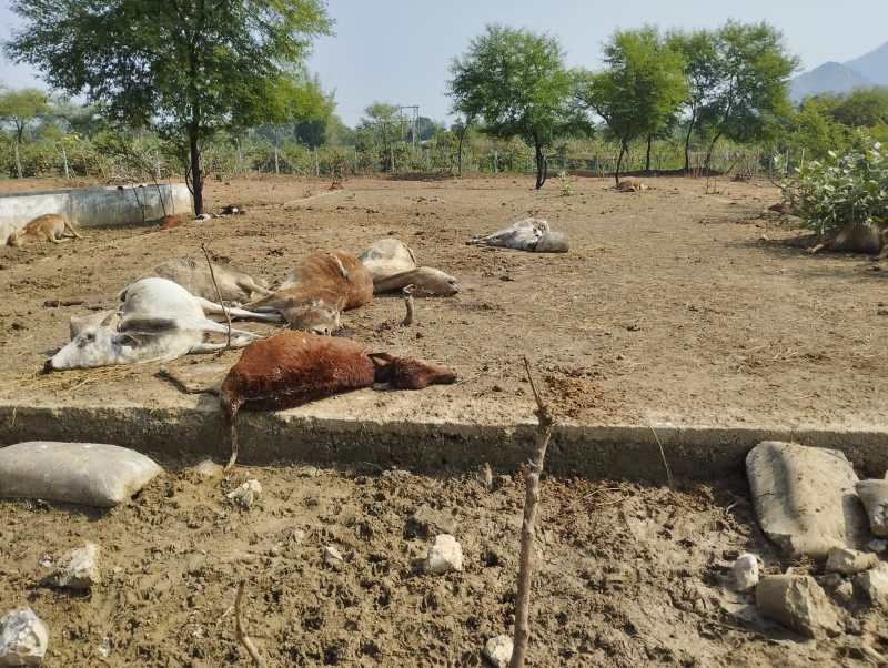 चंगोरी गोठान में ४० से अधिक गाय भूख-प्यास से मरी, ग्रामीण पहुंचे तो गायों को नोच रहे थे कुत्ते