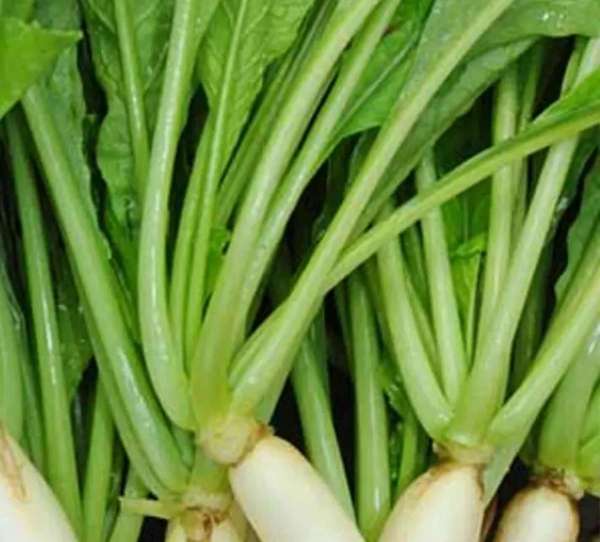 radish-leaves-juice-for-weight-loss.jpg