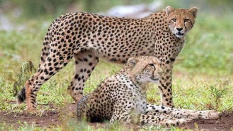 Now cheetahs will run in Kutch of Gujarat breeding center will be built in Banni Grassland
