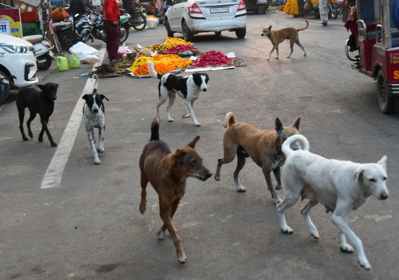 भीलवाड़ा शहर में आवारा श्वान
