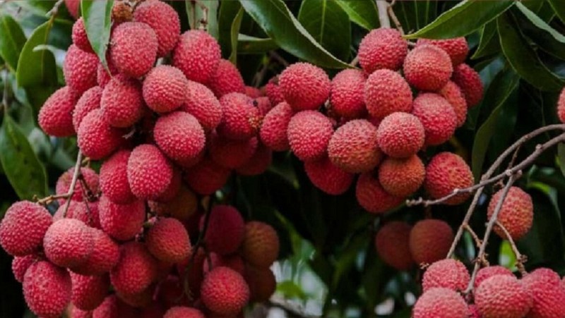 बिहार की शाही लीची अब यूरोप का करेगी सफर