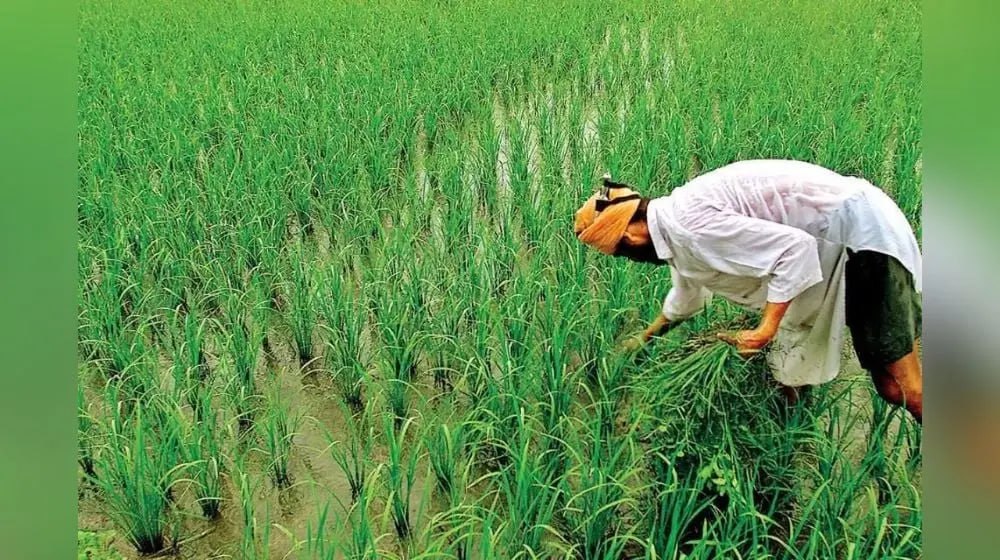 Rajasthan News: इन किसानों का खाता होगा इनएक्टिव, नहीं मिल पाएगी पीएम किसान
सम्मान निधि योजना की किश्त