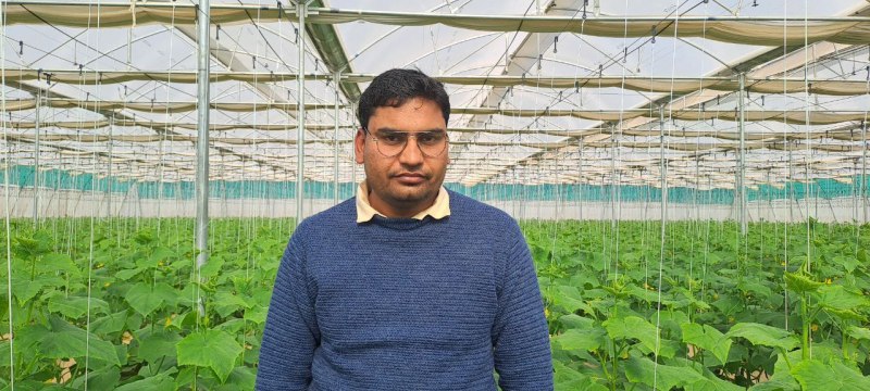 पॉलीहाउस में खीरे की खेती ने बनाया ‘लखटकिया’