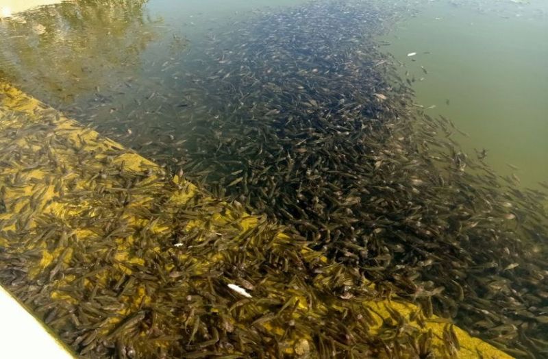 सिरोही शहर के कालकाजी तालाब में हर रोज मर रही सैकड़ों मछलियां, जिम्मेदारों ने नहीं ली सुध