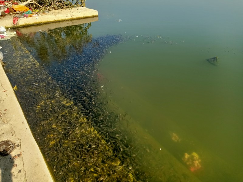 राजस्थान के इस बांध में हर रोज मर रही हजारों मछलियां, जिम्मेदार नहीं ले रहे सुध