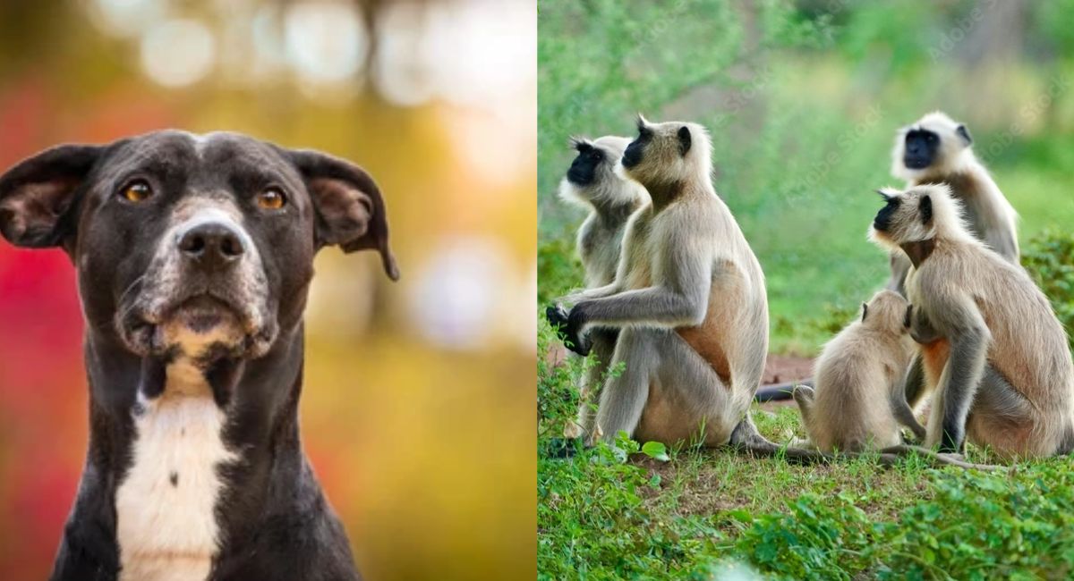Demand for black monkeys and dogs earning in lakhs