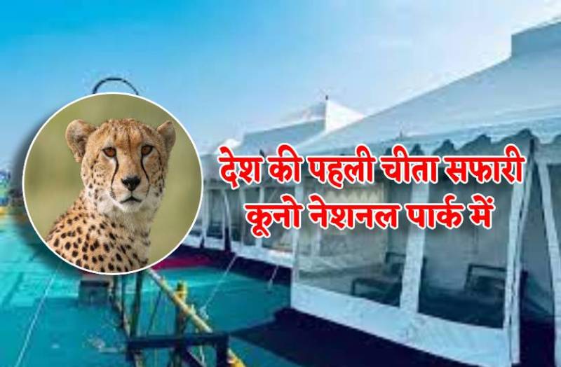 first_cheetah_safari_of_india_start_in_kuno_national_park_sheopur_mp_soon.jpg