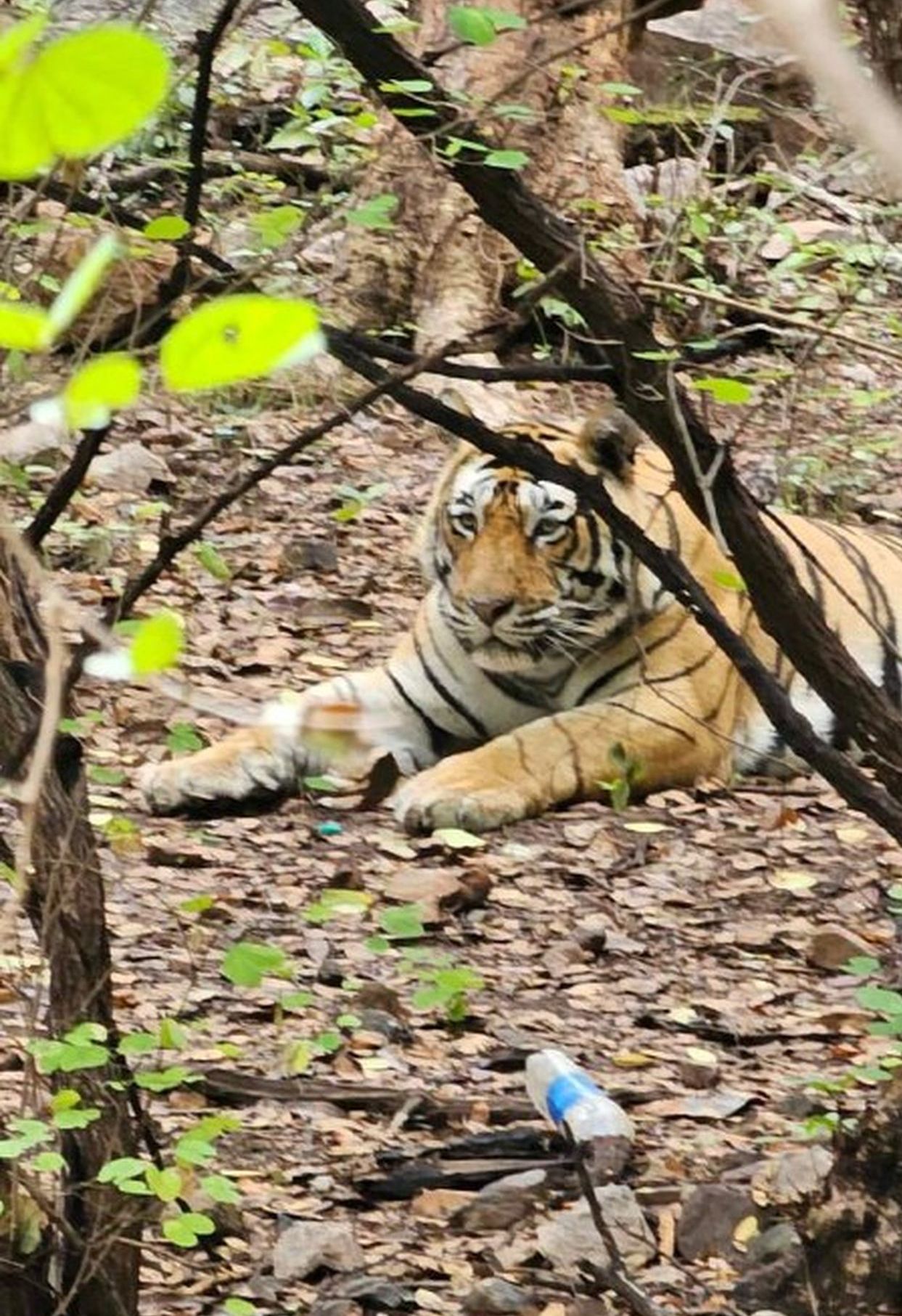 रणथम्भौर में फेंका जा रहा प्लास्टिक कचरा, पर्यावरण को कर रहा दूषित