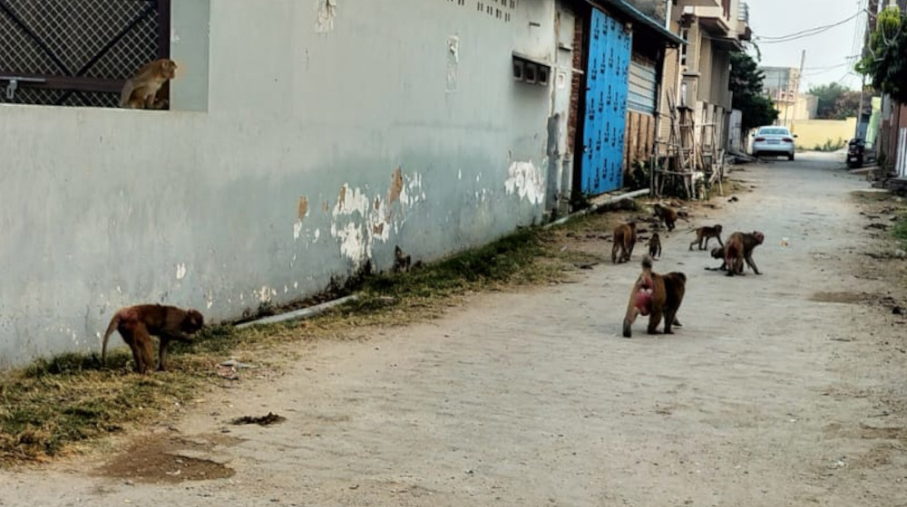 monkey_attack.jpg