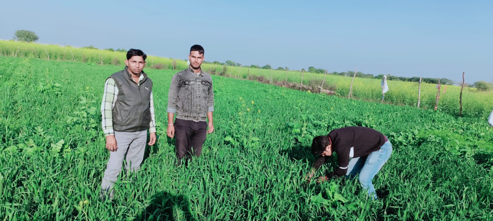 बीजोपचार नहीं कराने से फसल में लगा रोग, मुरझाने लगे पौधे