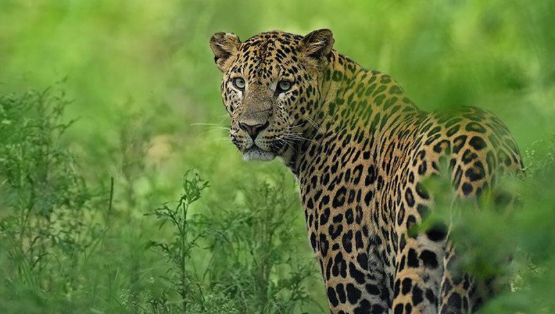 Innocent girl student dies due to leopard attack in Bijnor