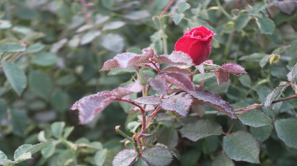 Coldness increase, Dew Drops in ajmer city