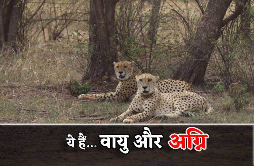 cheetah_in_kuno_vayu_and_agni_released_before_new_year.jpg