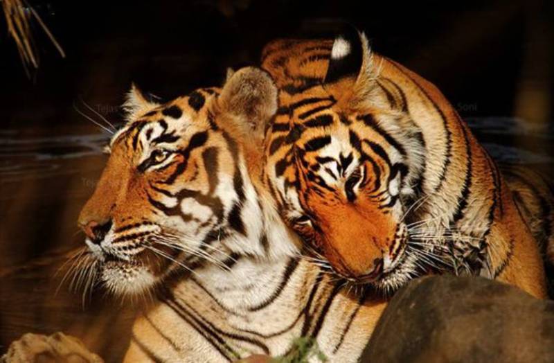 tiger_mating_in_a_village_of_satna_mp_tiger_mating_time_in_india.jpg