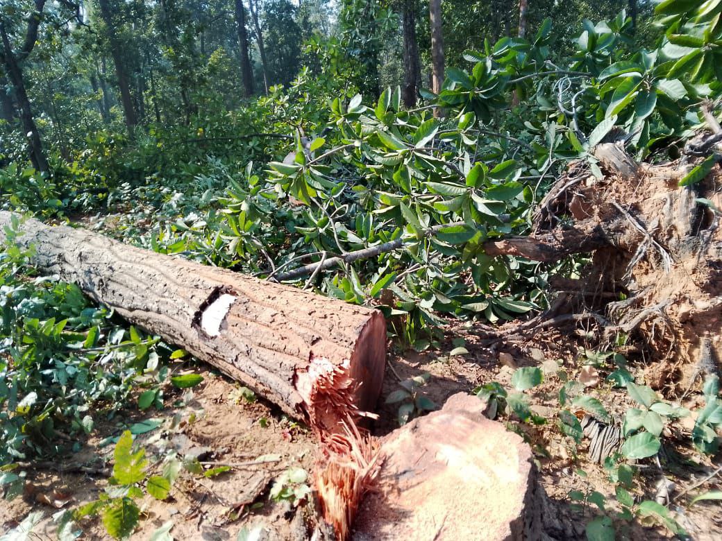 Video story; परसा ईस्ट एवं केते बासेन कोल परियोजना के लिए पुलिस बल की मौजूदगी
में पेड़ों की कटाई शुरू