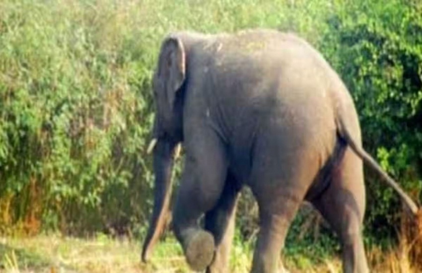 करंट की चपेट में आने से हाथी की मौत, घटना से मचा हड़कप, वन विभाग ने की कार्रवाई