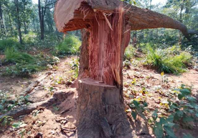 tree cutting in jabalpur