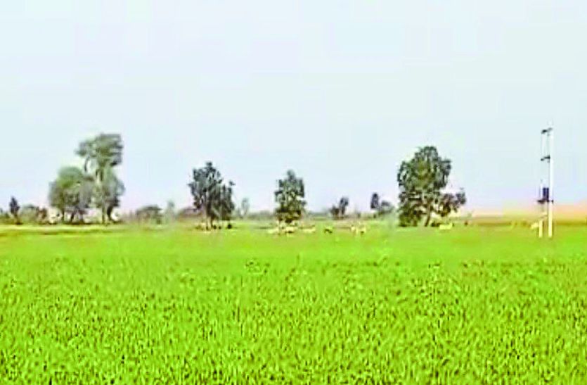 वीडियो: नीलगाय का झुंड फसलों को रौंदकर पहुंचा रहा नुकसान