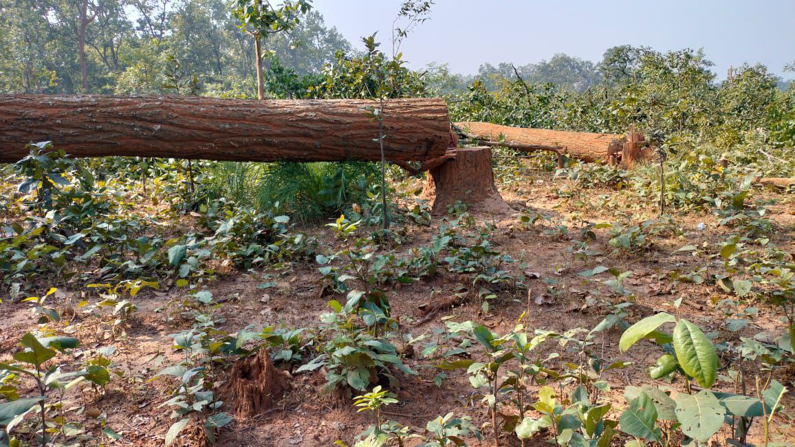 Video story; पीईकेबी कोल खदान के लिए पेड़ों की कटाई का कार्य समाप्त