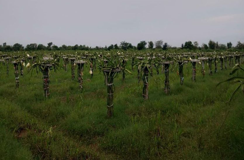 farming: खेती में नवाचार ने खोली समृदि्ध की राह