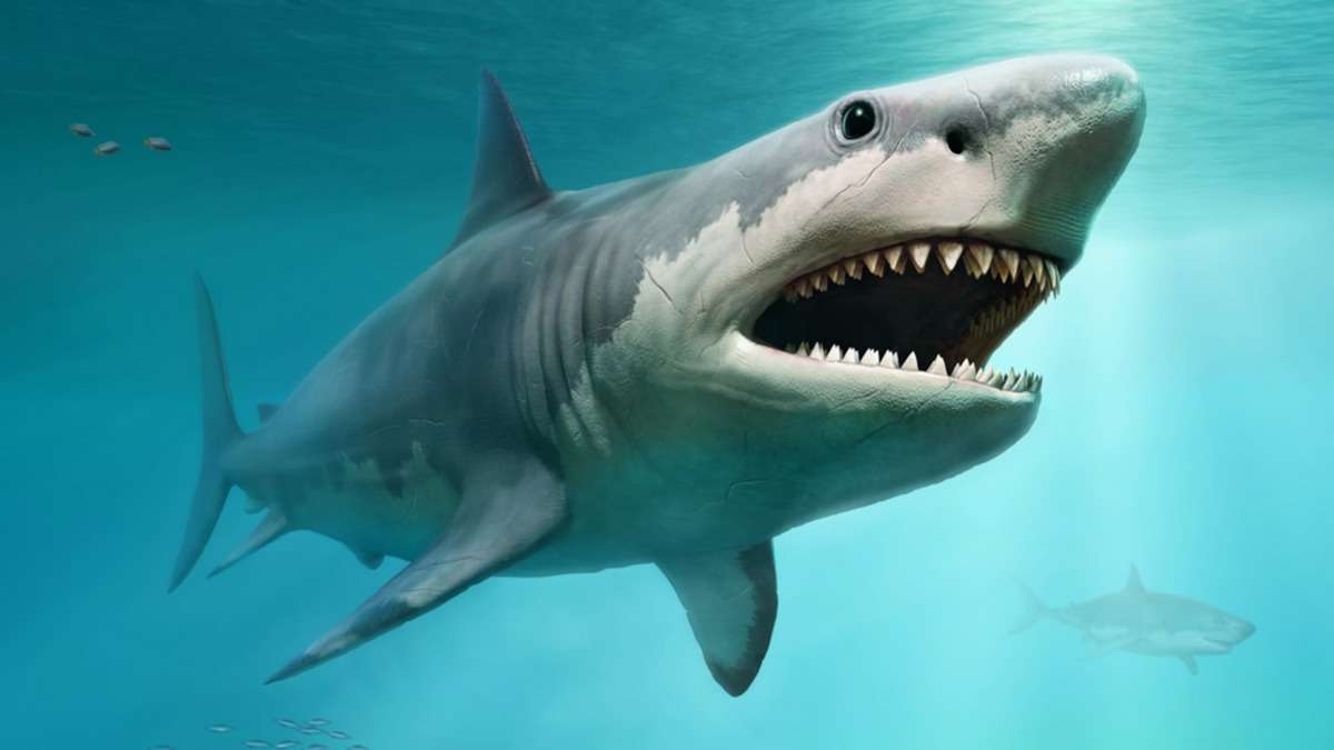 megalodon_shark.jpg