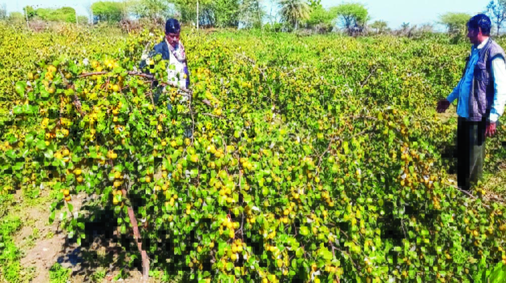 उन्नत तकनीक अपना रहे किसान, पैदावार संग आमदनी में हो रहा इजाफा
