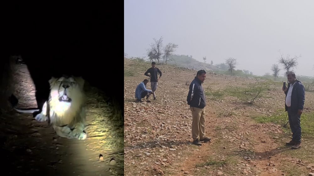 lion_viral_video.jpg