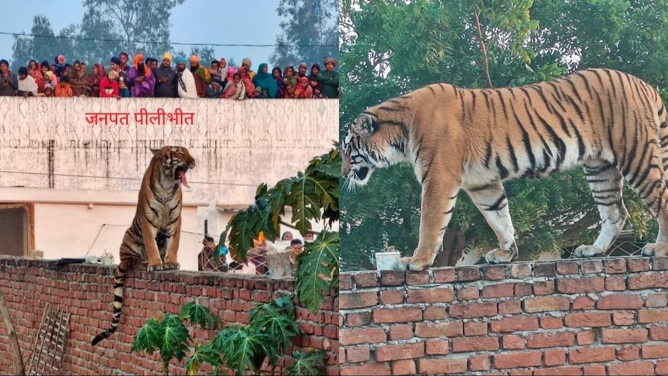 Video: 6 घंटे दीवार और छत पर घूमता रहा बाघ, इलाके में दहशत, वीडियो वायरल