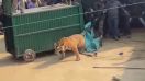 dangerous tigress rescue video goes viral pilibhi