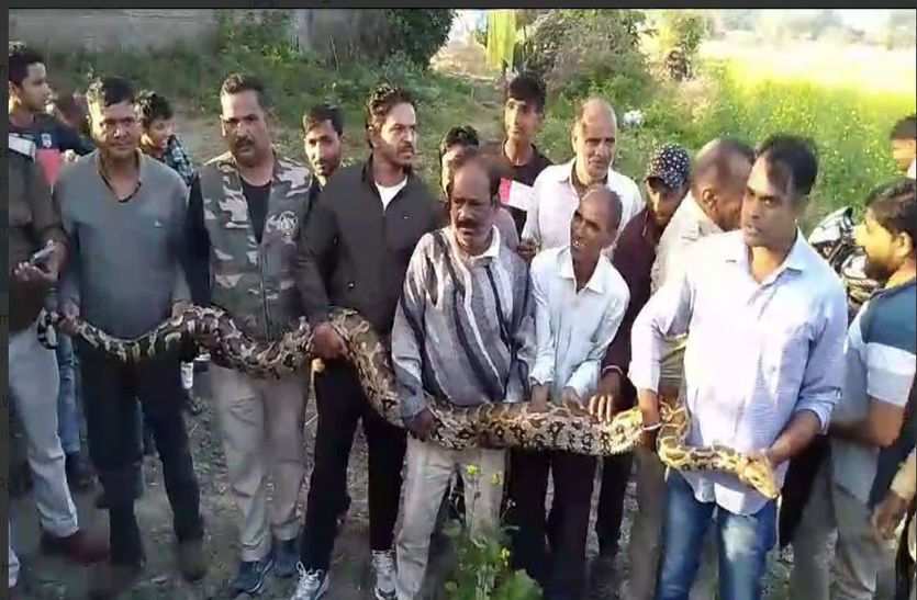 वीडियो: महिदपुर के जंगल से पकड़ा 50 किलोग्राम वजनी 11 फीट लंबा अजगर