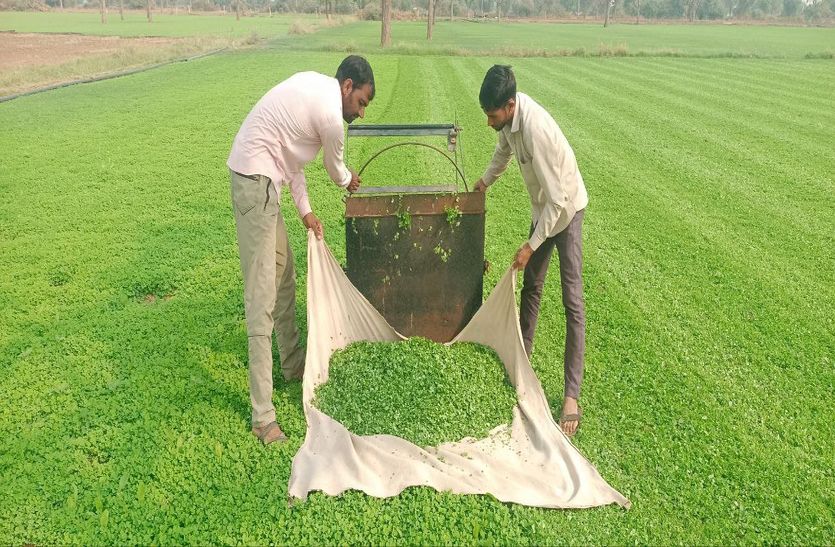 प्रशासनिक उदासीनता से नागौरी पान मैथी पर अनुसंधान अटका