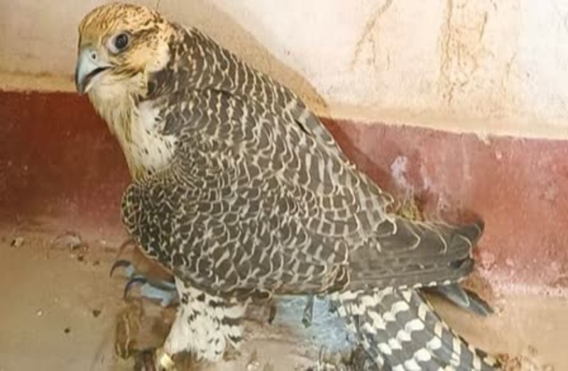 Trained Eagle Caught By BSF Dies